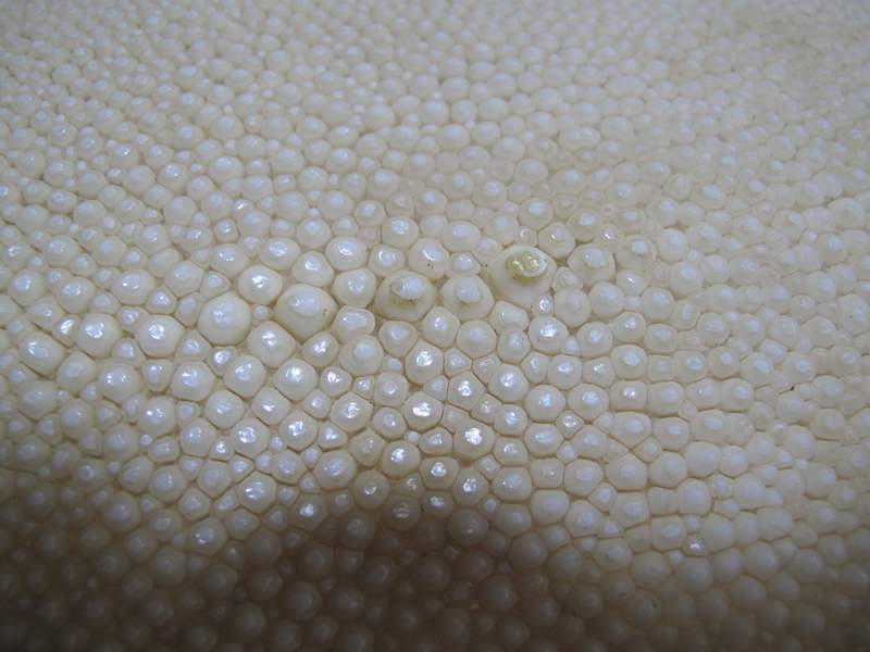 鮫皮 特上 3